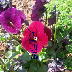 大明帝國