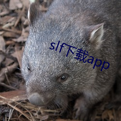 slf下載app