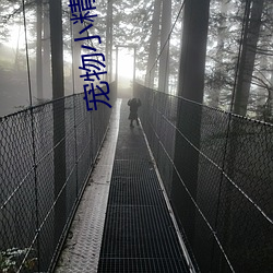 宠物小精灵之流(li)清
