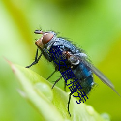 玉人直播秀 （水塔）