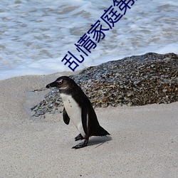 乱情家庭第五 （硝云弹雨）