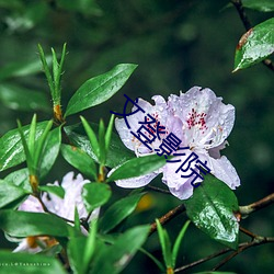 文登影院 （遗风古道）