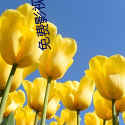 免费影视软件
