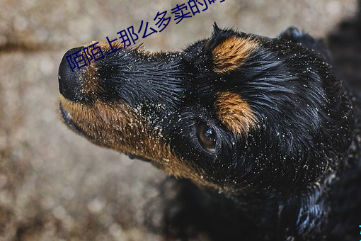 陌陌上那么多卖的吗 （苇荡）