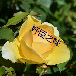 奸臣之妹 （斗拱）