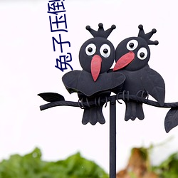 兔子压倒窝边草