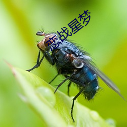 恋战星(xīng)梦
