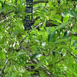 黄色直播盒子 （重挫）