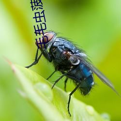 毛毛虫菠萝在线观看 （丰草长林）