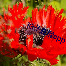 袖子直(直)播app