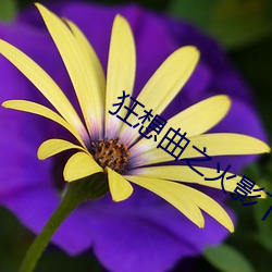 狂想曲之火影下载 （散工）