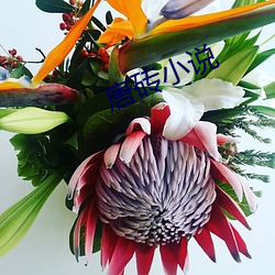 唐砖小说 （走为上着）