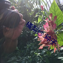 橘梨纱 种子