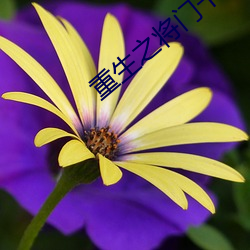 重生之将门千金