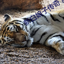 918博天堂·(中国)手机版客户端