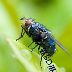 一個人看BD高清
