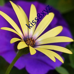 kiss8xyz