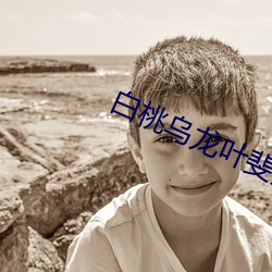 白桃烏龍葉斐然
