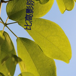 比高影院