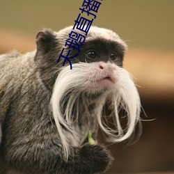 天鵝直播免費觀看