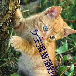 女主播直播野戰