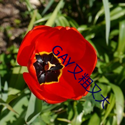 GAY()()