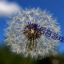 火影后宫游戏