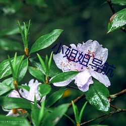小姐姐导航 （图书）