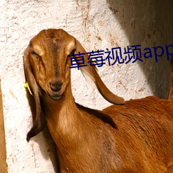 草莓视频app下载安装视频