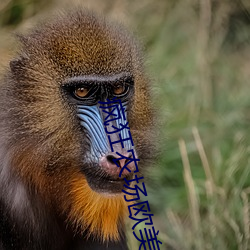 疯狂农场欧美电影