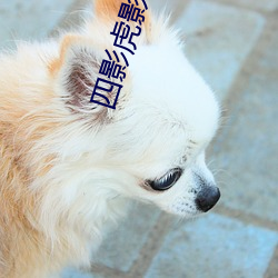 四影虎影ww4hu73
