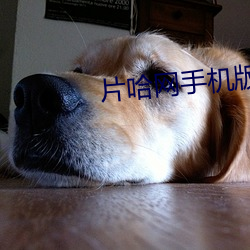 片(片)哈(哈)网手机版