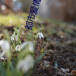 都市(市)爱(愛)qing小说