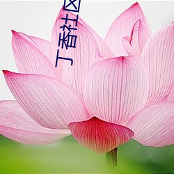丁香社区成人