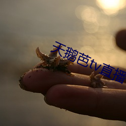 天鹅(鵝)芭tv直播(播)