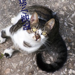 坠落小说 （官样文章）