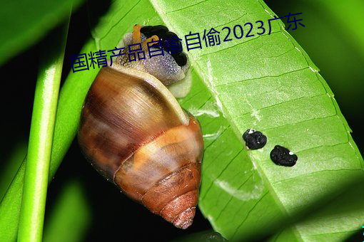 国精产品自偷自偷2023广东