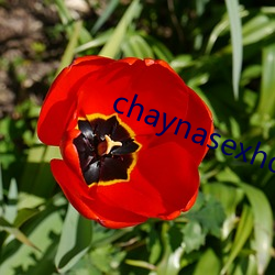 chaynasexhd