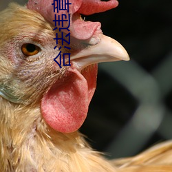 合(hé)法违(wéi)章(zhāng)