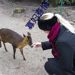 寡婦春情