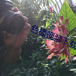 色播視頻下載