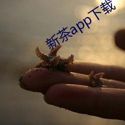 新茶app下载