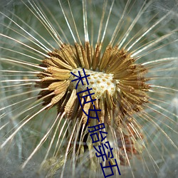 末(m)世(sh)女胎穿五(w)零(líng)饥荒