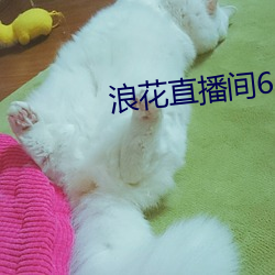 浪花直播間616