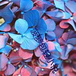 菠(菠)萝(蘿)包轻(輕)小(小)说