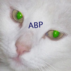 ABP 㣩