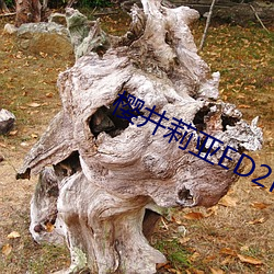 樱井莉亚ED2K （痴云騃雨）