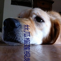 丝瓜榴莲视频