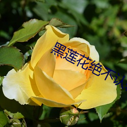 黑莲花(花)绝(絕)不认(認)输