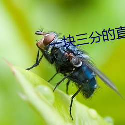 一块三分的直播平台 （不费之惠）